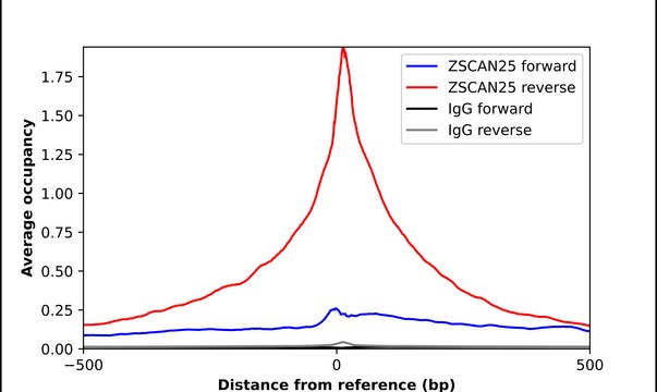 Anti-ZSCAN25 antibody produced in rabbit Prestige Antibodies® Powered by Atlas Antibodies, affinity isolated antibody, buffered aqueous glycerol solution