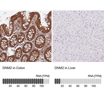 Anti-DNM2 antibody produced in rabbit Prestige Antibodies&#174; Powered by Atlas Antibodies, affinity isolated antibody, buffered aqueous glycerol solution