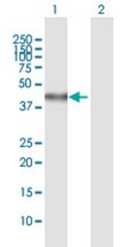 Anti-SPHK1 antibody produced in mouse purified immunoglobulin, buffered aqueous solution