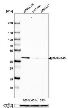 Anti-SNRNP40 antibody produced in rabbit Prestige Antibodies&#174; Powered by Atlas Antibodies, affinity isolated antibody, buffered aqueous glycerol solution