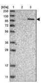 Anti-PWP2 antibody produced in rabbit Prestige Antibodies® Powered by Atlas Antibodies, affinity isolated antibody, buffered aqueous glycerol solution