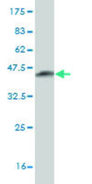 Monoclonal Anti-ATRX antibody produced in mouse clone 3C9, purified immunoglobulin, buffered aqueous solution