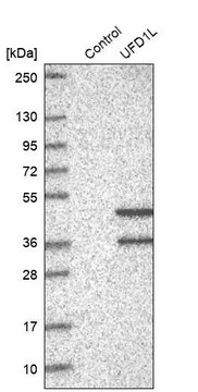 Anti-UFD1L antibody produced in rabbit Prestige Antibodies&#174; Powered by Atlas Antibodies, affinity isolated antibody, buffered aqueous glycerol solution