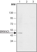 Anti-DYX1C1 (N-terminal) antibody produced in rabbit ~1.5 mg/mL, affinity isolated antibody
