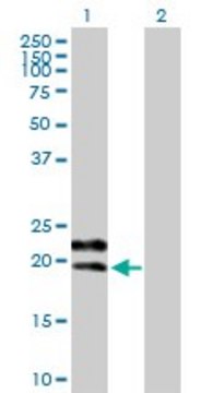 Anti-GYPC antibody produced in mouse purified immunoglobulin, buffered aqueous solution