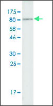 Monoclonal Anti-MYBPH antibody produced in mouse clone 1G18, ascites fluid