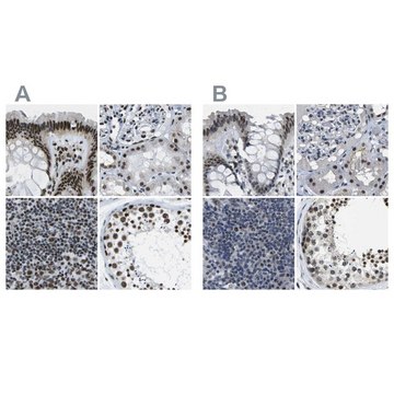 Anti-NSRP1 antibody produced in rabbit Prestige Antibodies&#174; Powered by Atlas Antibodies, affinity isolated antibody, buffered aqueous glycerol solution