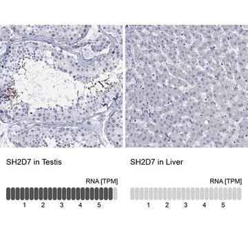 Anti-SH2D7 antibody produced in rabbit Prestige Antibodies&#174; Powered by Atlas Antibodies, affinity isolated antibody, buffered aqueous glycerol solution