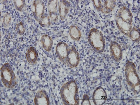 Monoclonal Anti-EIF4E2 antibody produced in mouse clone 4G10, purified immunoglobulin, buffered aqueous solution