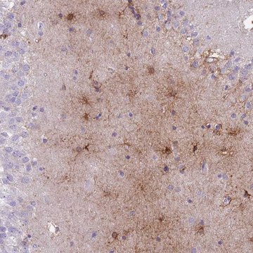 Anti-MTSS1L antibody produced in rabbit Prestige Antibodies&#174; Powered by Atlas Antibodies, affinity isolated antibody, buffered aqueous glycerol solution