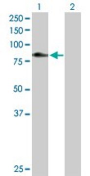 Anti-C1S antibody produced in rabbit purified immunoglobulin, buffered aqueous solution