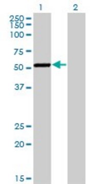 Monoclonal Anti-CAMK1G antibody produced in mouse clone 3E2, purified immunoglobulin, buffered aqueous solution