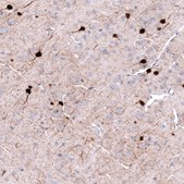 Monoclonal Anti-PVALB antibody produced in mouse Prestige Antibodies® Powered by Atlas Antibodies, clone CL15073, purified antibody (Protein A)