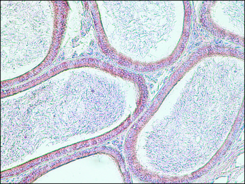 Monoclonal Anti-SPAG11 antibody produced in mouse clone 10B4, purified from hybridoma cell culture