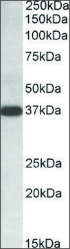 Anti-IDH3A (C-terminal) antibody produced in goat affinity isolated antibody, buffered aqueous solution