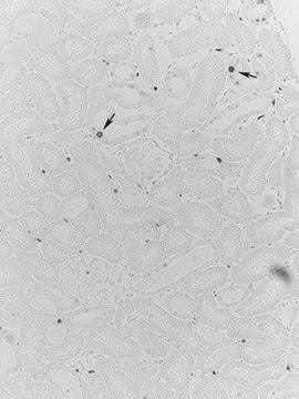 Anti-PCNA Antibody, clone PC10 clone PC10, Upstate&#174;, from mouse