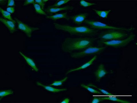 Anti-IGHG1 antibody produced in rabbit purified immunoglobulin, buffered aqueous solution