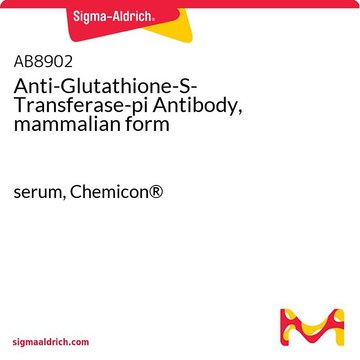 Anti-Glutathione-S-Transferase-pi Antibody, mammalian form serum, Chemicon&#174;