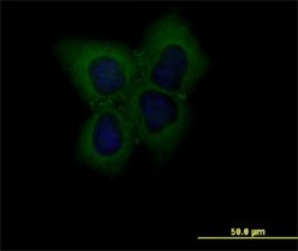 Monoclonal Anti-CLDN1 antibody produced in mouse clone 2E2-H5, purified immunoglobulin, buffered aqueous solution