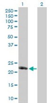 Anti-TNFSF8 antibody produced in mouse purified immunoglobulin, buffered aqueous solution