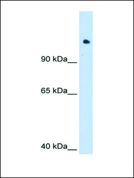 Anti-SMARCAL1 antibody produced in rabbit IgG fraction of antiserum