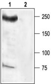 Anti-Sodium Channel PN4 antibody produced in rabbit affinity isolated antibody, lyophilized powder