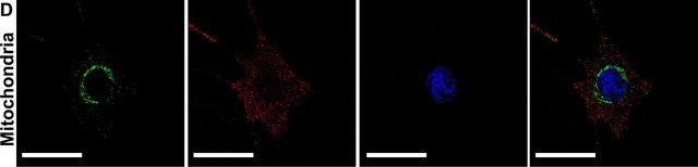 Anti-Mitofusin-2 (N-Terminal) antibody produced in rabbit affinity isolated antibody, buffered aqueous solution