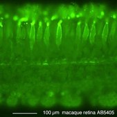 抗视蛋白抗体，红色/绿色 Chemicon&#174;, from rabbit