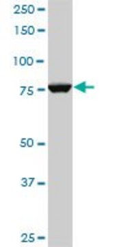 Monoclonal Anti-CPSF3, (C-terminal) antibody produced in mouse clone 1H8, purified immunoglobulin, buffered aqueous solution