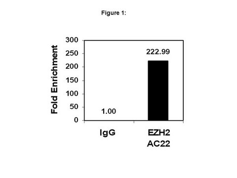 ChIPAb+ EZH2，克隆AC22 - ChIP经验证的抗体和引物组 clone AC22, from mouse