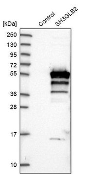 Anti-SH3GLB2 antibody produced in rabbit Prestige Antibodies&#174; Powered by Atlas Antibodies, affinity isolated antibody, buffered aqueous glycerol solution, Ab2