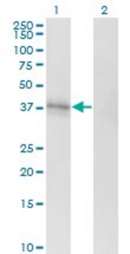 Monoclonal Anti-EDG1 antibody produced in mouse clone 2E12, purified immunoglobulin, buffered aqueous solution