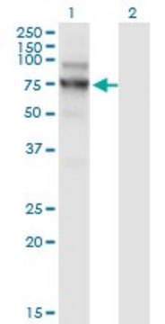 Monoclonal Anti-NVL antibody produced in mouse clone 3F6, purified immunoglobulin, buffered aqueous solution