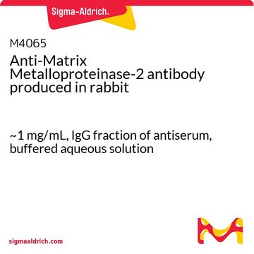 Anti-Matrix Metalloproteinase-2 antibody produced in rabbit ~1&#160;mg/mL, IgG fraction of antiserum, buffered aqueous solution