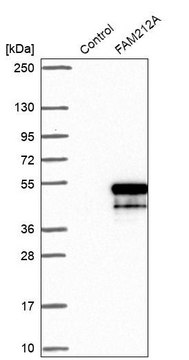 Anti-FAM212A antibody produced in rabbit Prestige Antibodies&#174; Powered by Atlas Antibodies, affinity isolated antibody, buffered aqueous glycerol solution