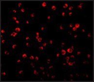 Anti-IRS-1 antibody produced in rabbit affinity isolated antibody, buffered aqueous solution