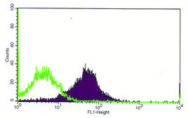Anti-PVRL4 antibody, Mouse monoclonal clone N4.101.10, purified from hybridoma cell culture