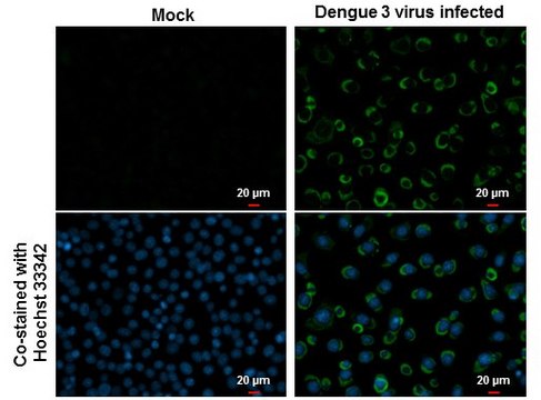 Anti-NS4B antibody produced in rabbit affinity isolated antibody, buffered aqueous solution