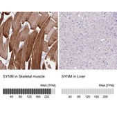 Anti-SYNM antibody produced in rabbit Prestige Antibodies® Powered by Atlas Antibodies, affinity isolated antibody, buffered aqueous glycerol solution