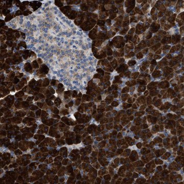 Anti-AK2 antibody produced in rabbit Prestige Antibodies&#174; Powered by Atlas Antibodies, affinity isolated antibody, buffered aqueous glycerol solution