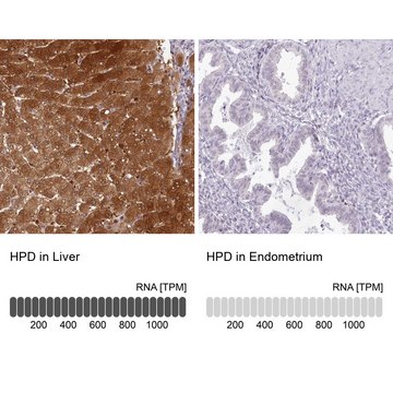 Anti-HPD antibody produced in rabbit Prestige Antibodies&#174; Powered by Atlas Antibodies, affinity isolated antibody, buffered aqueous glycerol solution