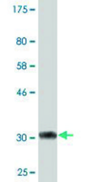 Monoclonal Anti-PSCA antibody produced in mouse clone 1E1, purified immunoglobulin, buffered aqueous solution