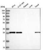 Anti-MOSPD3 antibody produced in rabbit Prestige Antibodies® Powered by Atlas Antibodies, affinity isolated antibody