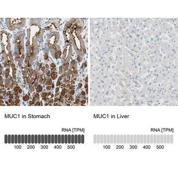 Anti-MUC1 antibody produced in rabbit Prestige Antibodies&#174; Powered by Atlas Antibodies, affinity isolated antibody, buffered aqueous glycerol solution