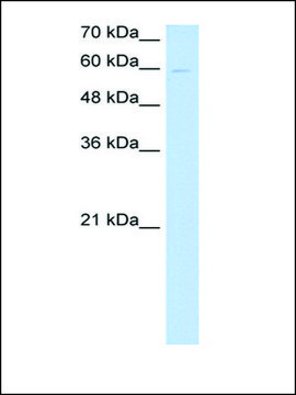 Anti-NPNT antibody produced in rabbit affinity isolated antibody