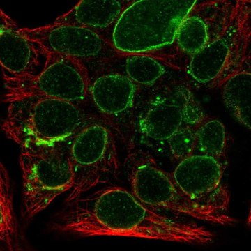 Anti-SEC11A antibody produced in rabbit Prestige Antibodies&#174; Powered by Atlas Antibodies, affinity isolated antibody