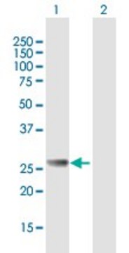 Anti-RAB27B antibody produced in mouse purified immunoglobulin, buffered aqueous solution