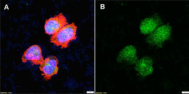 Anti-RAP1A Antibody, clone 1K15 ZooMAb&#174; Rabbit Monoclonal recombinant, expressed in HEK 293 cells