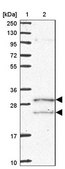 Anti-COQ5 antibody produced in rabbit Prestige Antibodies® Powered by Atlas Antibodies, affinity isolated antibody, buffered aqueous glycerol solution