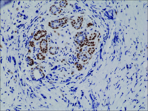 Anti-Phospho-STAT3 (Tyr705) antibody, Rabbit monoclonal recombinant, expressed in HEK 293 cells, clone RM261, purified immunoglobulin